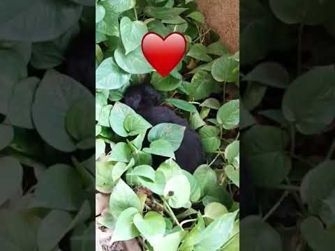 My dog story. My dog name was Dino she was a female.To read her story go on deepjayu Chanel Bye all.