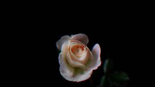 Download lagu Blink 182 - I Really Wish I Hated You (Dead&Alive Bootleg) mp3