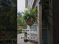 🛑 Don’t Buy the Wrong Fern! Boston Fern vs. Kimberly Queen  #bostonfern #ferns #plants