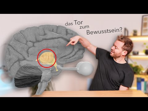 Unser Zwischenhirn WIRKLICH verstehen (Thalamus, Hypothalamus & Co)