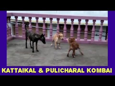 kattaikal dog and pulicharal kombai playing together (c) Sriram kattai dog breeder