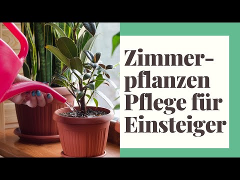 , title : '13 EINFACHE TIPPS: Zimmerpflanzen Pflege für Einsteiger'