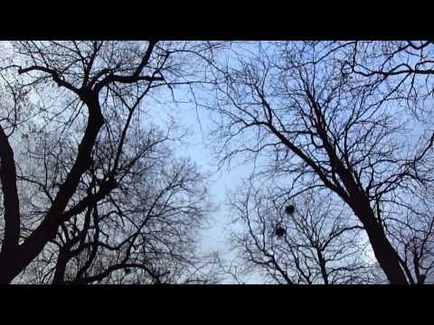 40-One minute of videoart every day - Arbres ou parc de la Pépinière, Nancy