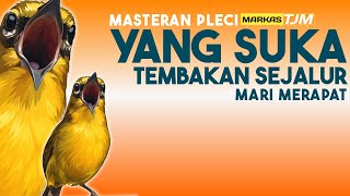 Download lagu 🔴 LIVE Masteran Pleci Tembakan Sejalur Terbaru mp3 Download lagu 🔴 LIVE Masteran Pleci Tembakan Sejalur Terbaru mp3