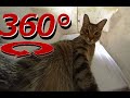 360 Degree Cat Video - The Cat's In the Bag - Full Version
