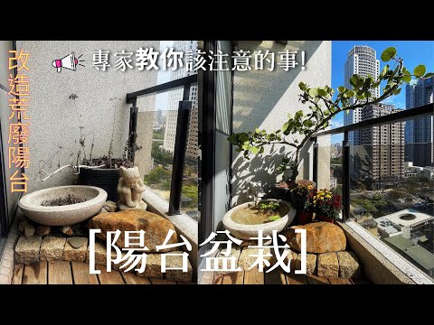 海葡萄盆栽照顧