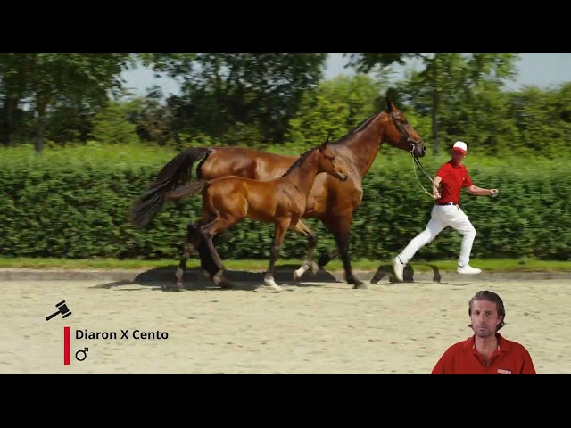 Dacquoise van de Cleppe