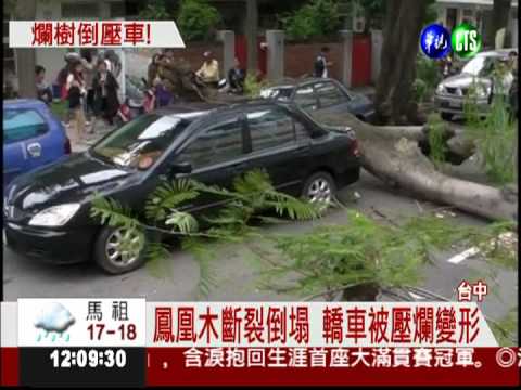 5樓高鳳凰木斷裂 險砸路過駕駛