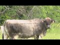 Cattle Found Dead With Tongues Removed No Blood Spilt
