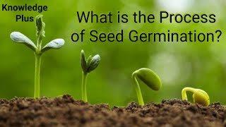 What is the Process of Seed Germination? Seed germination explained I How do Seeds Grow?