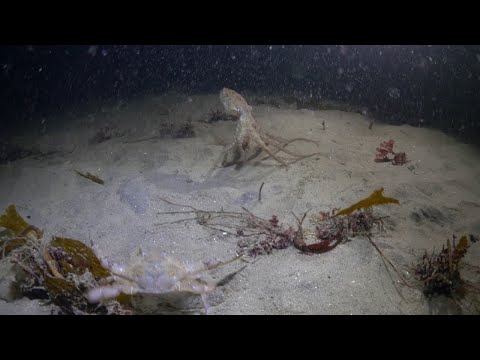 Undersea Face-Off Between An Octopus And A Crab Ends&#8230; Unexpectedly