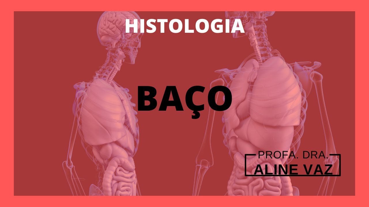Histologia do baço | Histologia humana | Histology guide