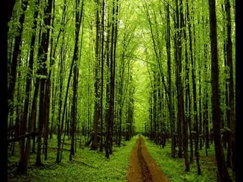Video thumbnail for Forest for the Trees
