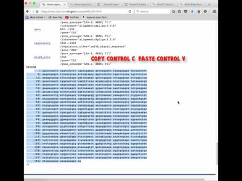 How to Design Primer Sequences for PCR