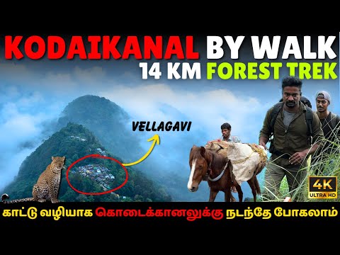 Kodaikanal Forest Trekking 😮 | 14 KM Trek Via Vellagavi Forest | Kodaikanal Tourist Spots in Tamil