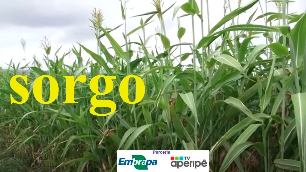 Sorgo é uma boa opção de cultivo para o semiárido do Nordeste