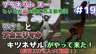 【Planet Zoo】じぃじが孫の為に作る動物園 #19【キツネザル】