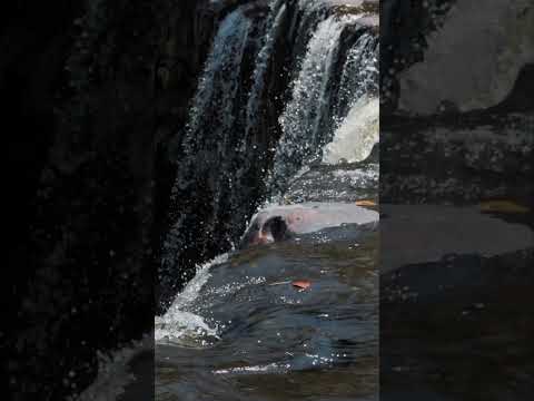 Gambita- Santander #nature #travel #colombia  #nature #gambita #water #relaxing #reels #shorts