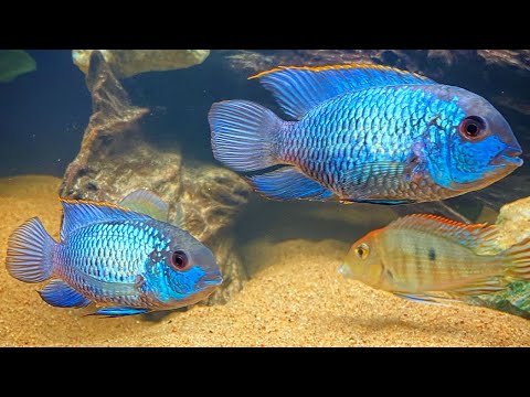 Electric Blue Acara | Complete Care & Breeding Guide