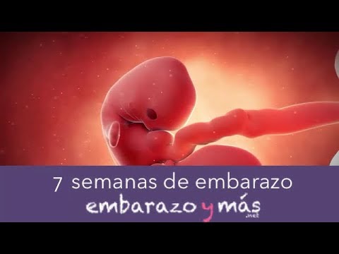 7 semanas de embarazo - Segundo mes - EMBARAZOYMAS