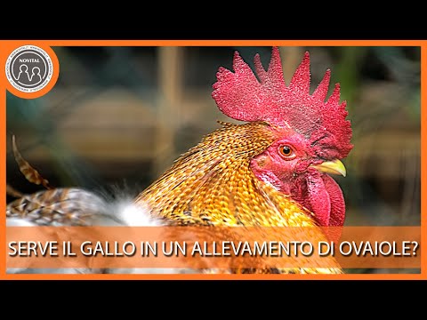 , title : 'Serve il gallo in un allevamento di ovaiole? Pillole di Avicoltura'