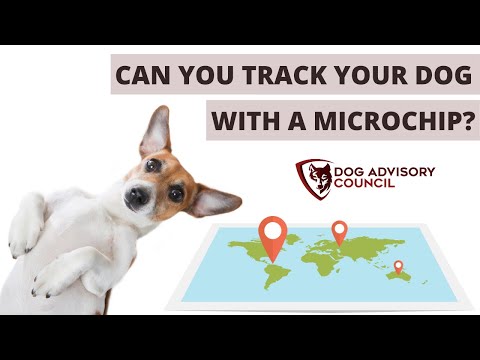 Can You Track Your Dog With A Microchip?