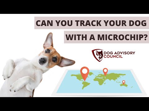 YouTube video about: Can you track a microchipped cat?