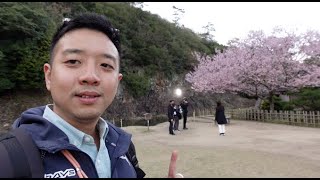 WHIRLPOOLS, SAKURA HUNTS AND HONETSUKIDORI