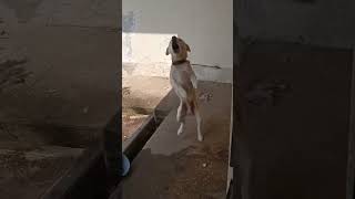 Download lagu suara anjing menggonggong|dog barking sound#suara anjing menggonggong #dog sound mp3