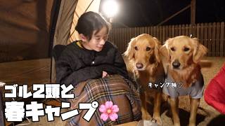 【大型犬と春キャンプ】今日もキャンプ飯が気になりすぎるゴールデンレトリバー