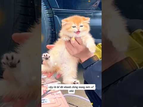 Bố đón thành viên mới về nhà#shortvideo
