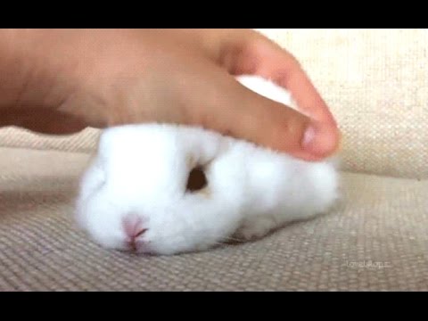 Funny animal videos - Very cute rabbits