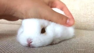 Rabbit - A Funny And Cute Bunny Videos Compilation