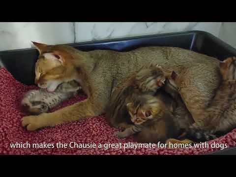 2 Cat Breeds - Korat & Chausie Cat Personality You Need To Know In The World