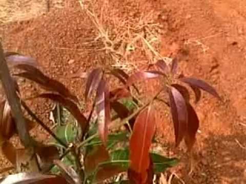 Mango UHD Pruning.mp4