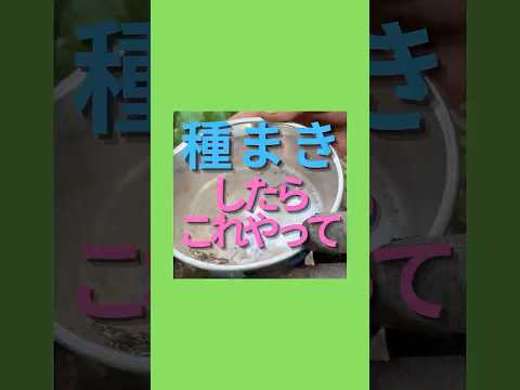 屋内で種子から段階的に播種するにはどうすればよいですか？  庭園