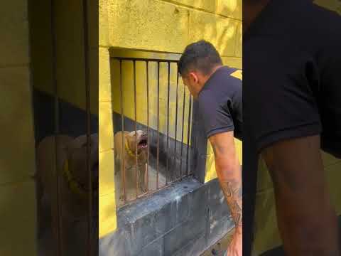 Die Realität des Trainings #trainermisterper #training #hunde