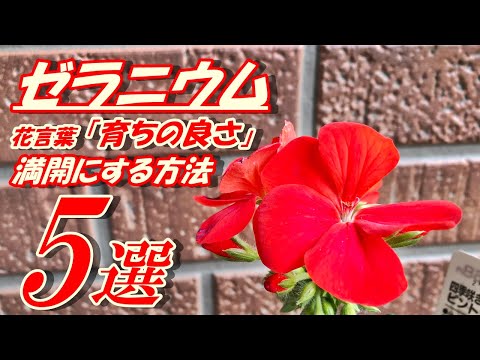 ゼラニウムをいつ地面に植えるのですか？どこに表示するのですか?それらを維持するにはどうすればよいでしょうか?  庭園