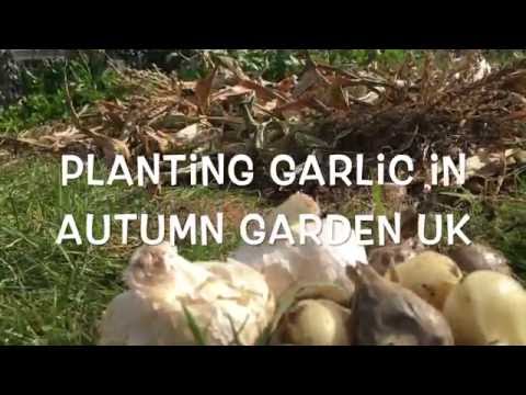 download lagu mp3 mp4 English Garlic Bulbs, download lagu English Garlic Bulbs gratis, unduh video klip English Garlic Bulbs