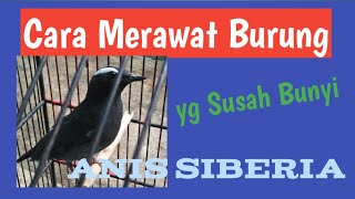 Download lagu Cara Merawat Burung ANIS SIBERIA Agar Cepat Bunyi mp3