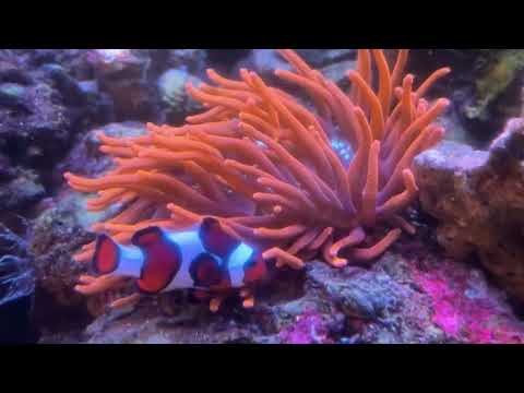 Video 1
