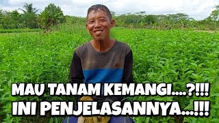Download lagu PENJELASAN FULL PAK UNTUNG TENTANG CARA TANAM KEMANGI mp3 Download lagu PENJELASAN FULL PAK UNTUNG TENTANG CARA TANAM KEMANGI mp3