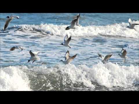 Oliver V - Seagull (Chillout Mix) [Shah-Music Digital]