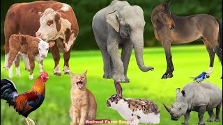 Cute Farm Animals Eating Food: Chicken, Duck, Pig, Goat, Dog, Sheep, Rabbit, Cat – Animal Sounds