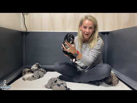Meet Anna Claire's 3 Week Old AussieDoodle Puppies