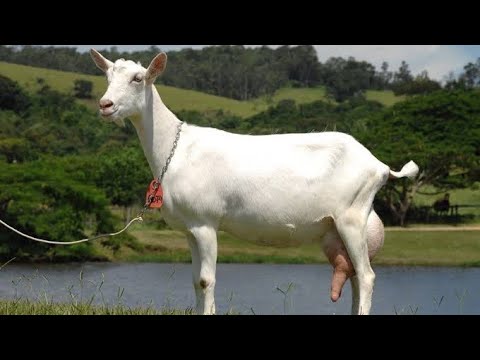 , title : 'Saanen Goat | Facts, History & Characteristics'