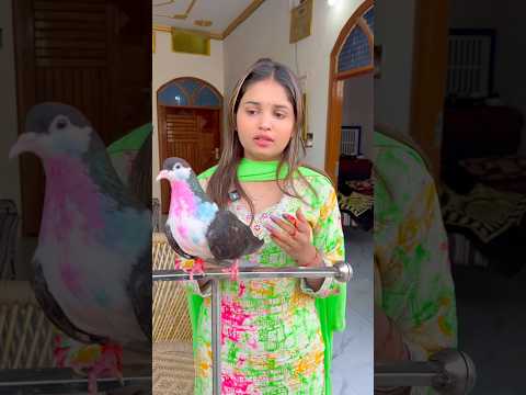 😭कबूतर बेंडेड लेकर आया😲#kabootar #dosti #video ❤️😊#kabootar #video #training #video 😊