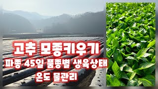고추 파종45일 가식 30일 괴산청결고추 육묘장 둘러보기 품종별 생육상태 칼탄에이스 순돌이와대근이 칼라킹 트…