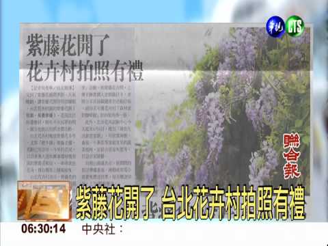 紫藤花開了 台北花卉村拍照有禮