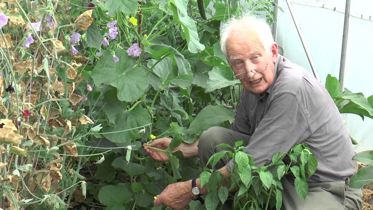 Cultivating Melons